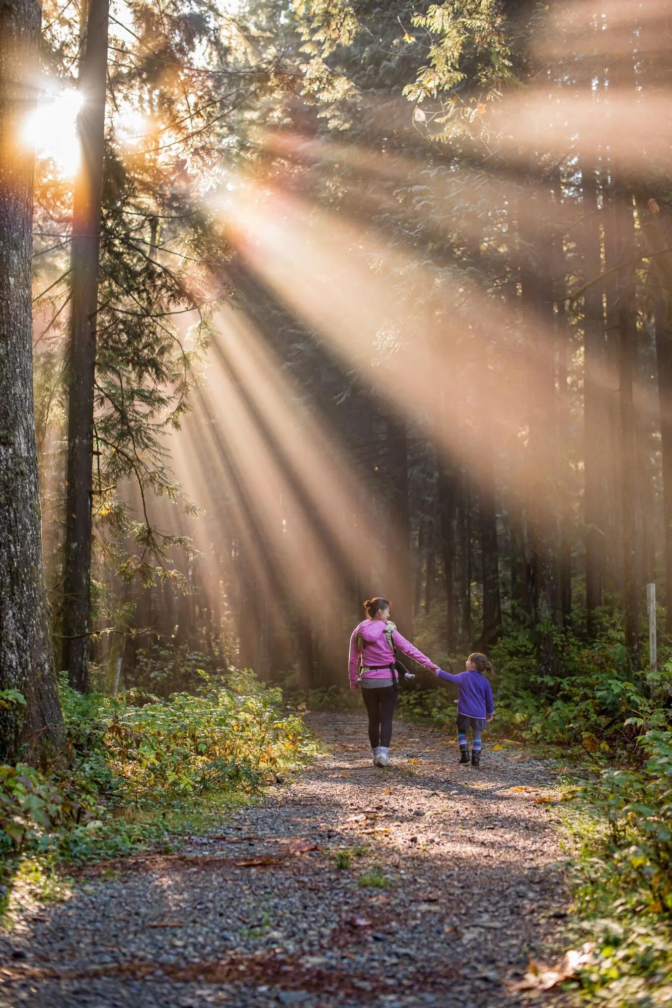 Adult and child walking hand in hand along a forest path as sunlight streams through tall trees, creating dramatic rays of light across the trail and surrounding vegetation.