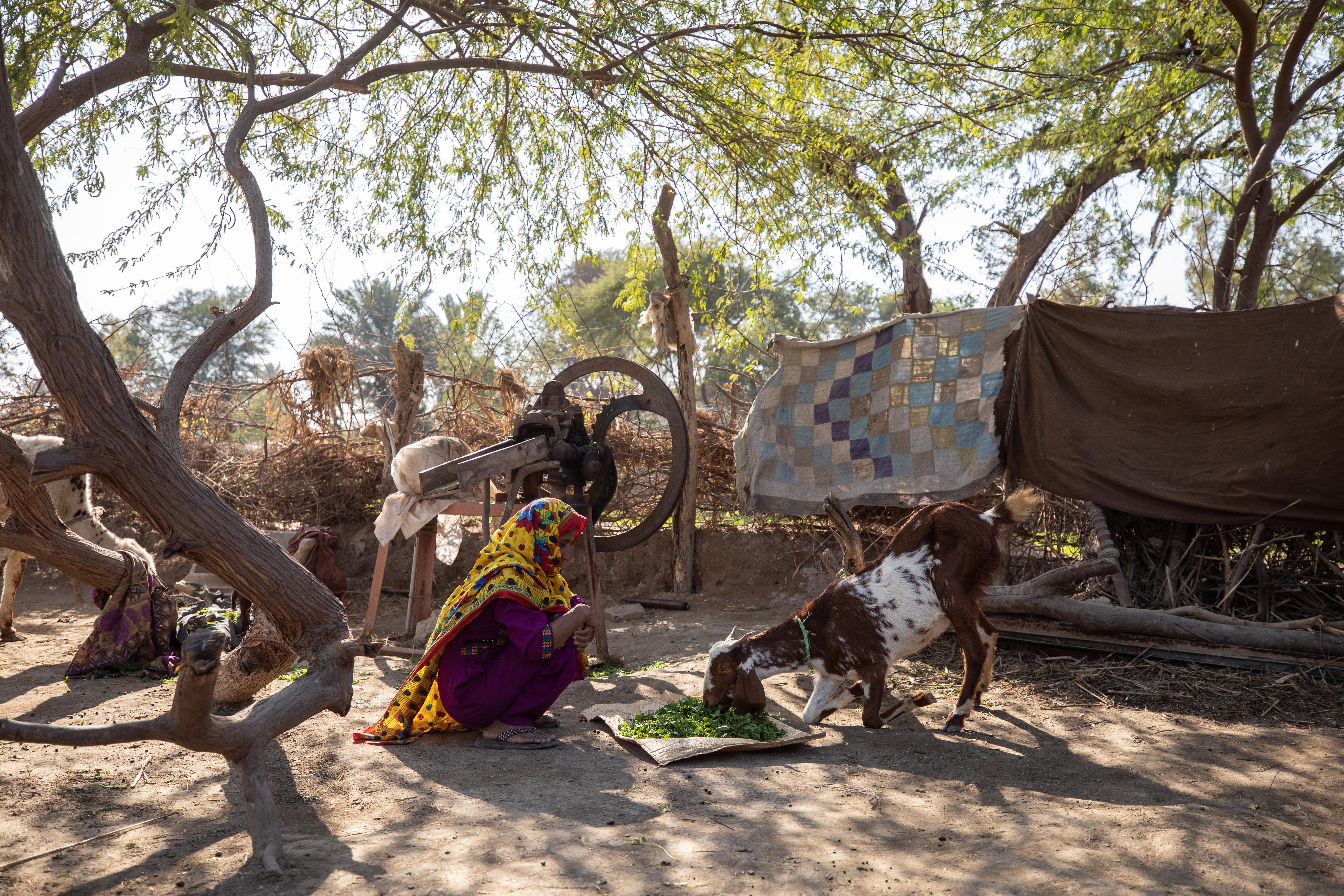 CH1776172_Raheema, 40, Waqas's mother, feeding the cattle in front of their home in Khairpur, Sindh,