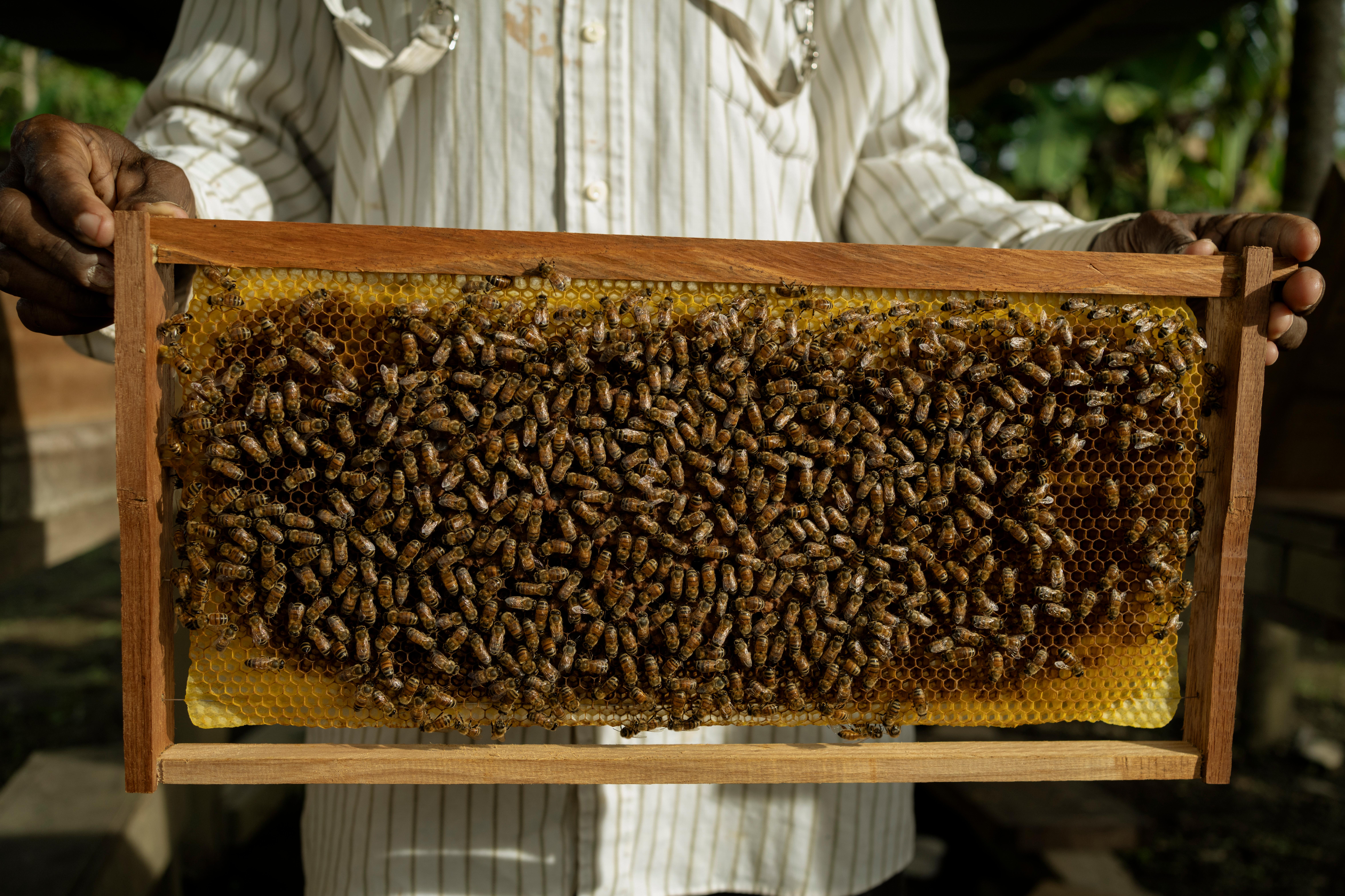 CH1818124_Beekeeper_Francis_holding_a_frame_at_his_bee_farm_in_Honiara