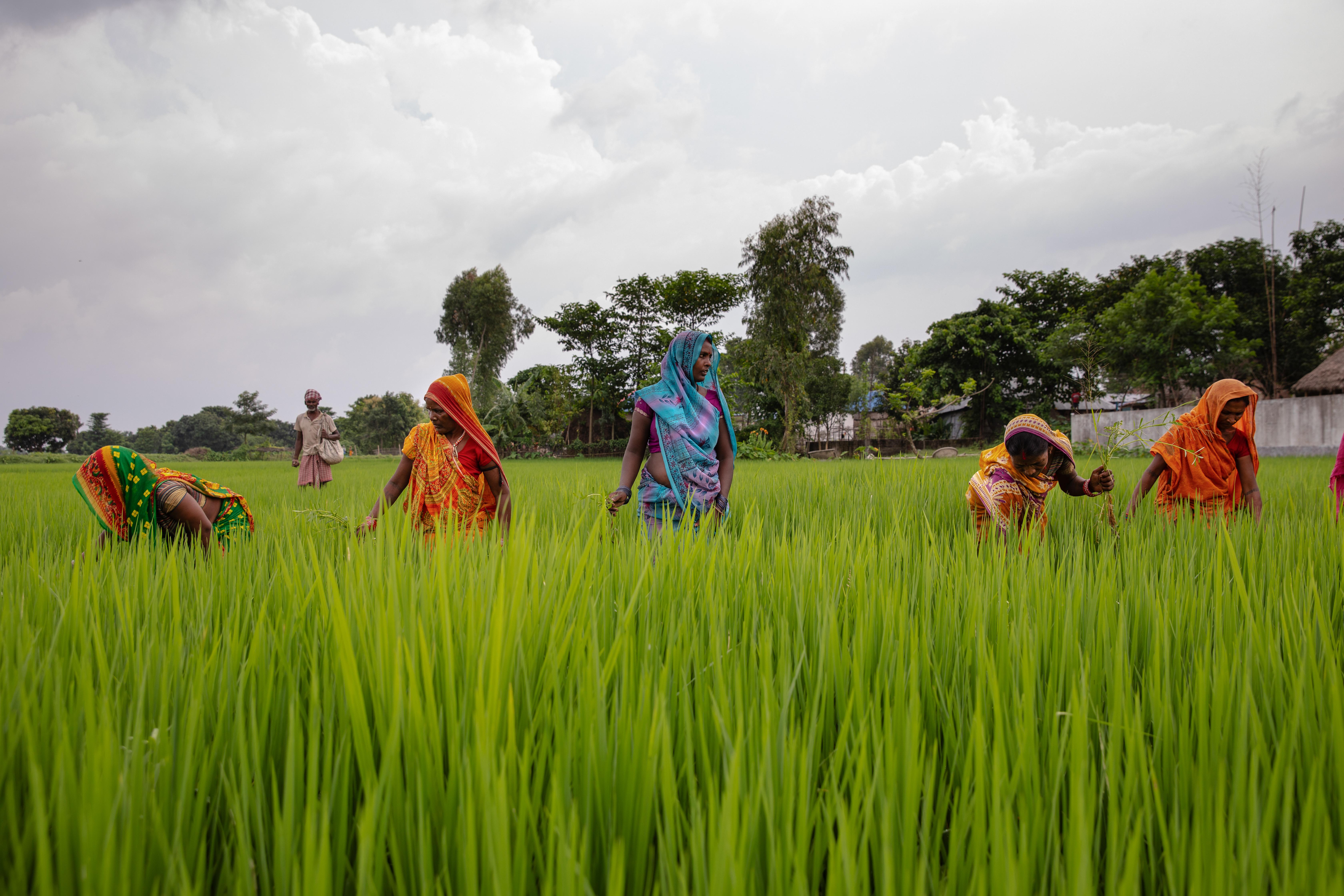 CH1875401_Devkala (in blue) works in the paddy fields that she farms with other members of her Femal