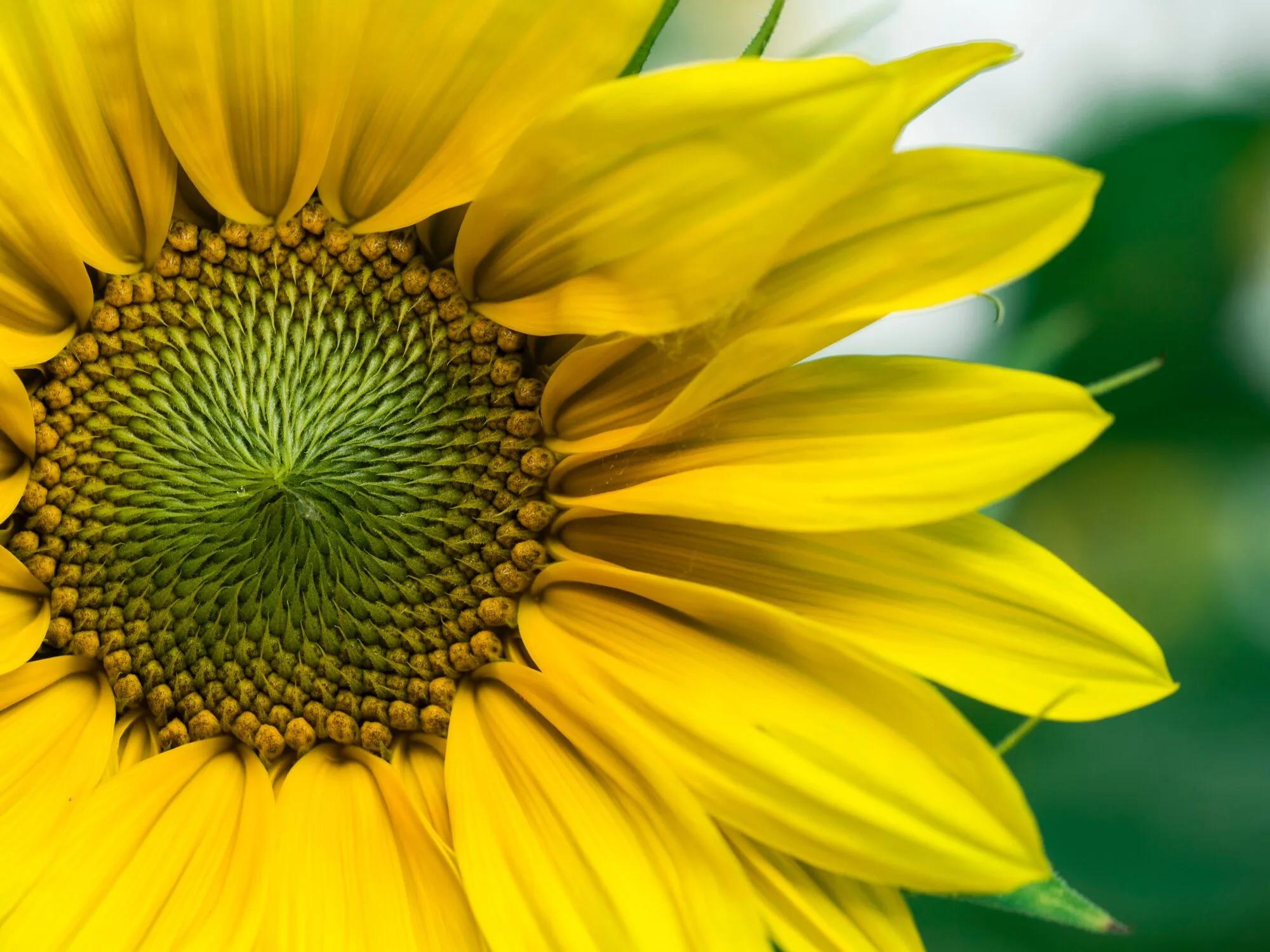 Detailed macro photograph of a yellow sunflower showing the textured green center and vibrant yellow petals against a soft blurred green background.