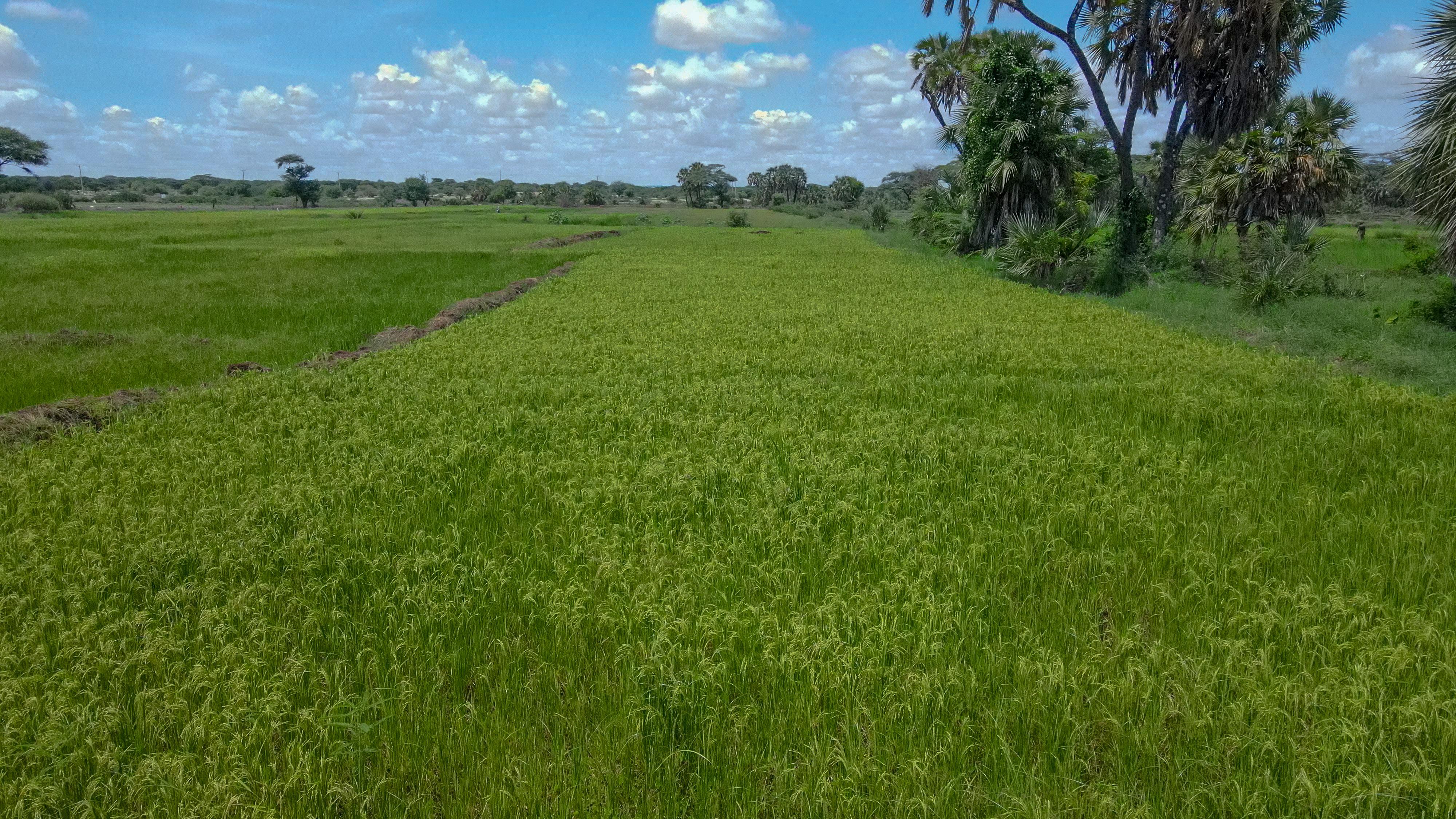Ardo's farm where she grows rice and a variety of vegetables, Garissa, Kenya