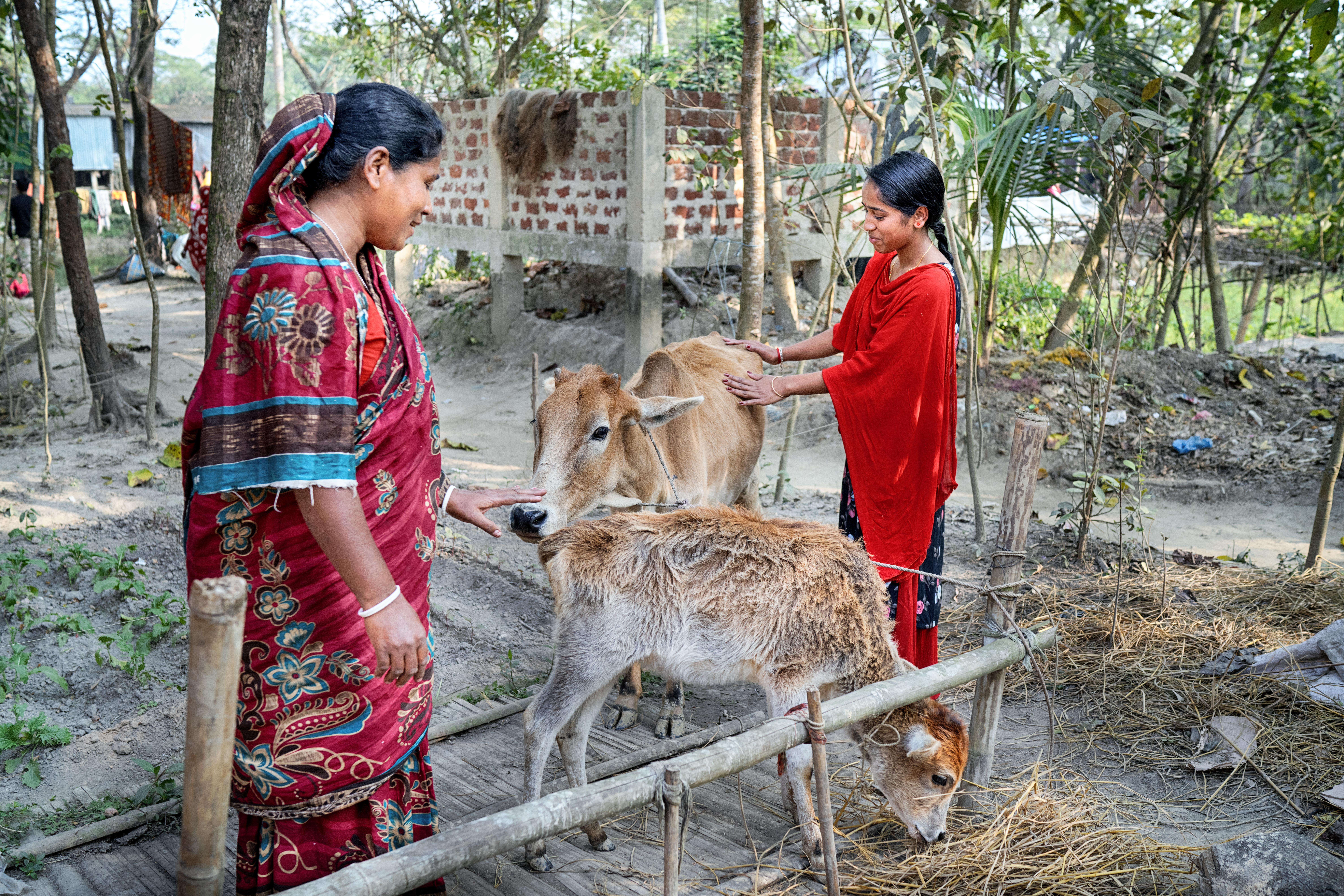 Mukta, 19, and her mother Minati stroke their cows at their home in Sylhet, Bangladesh