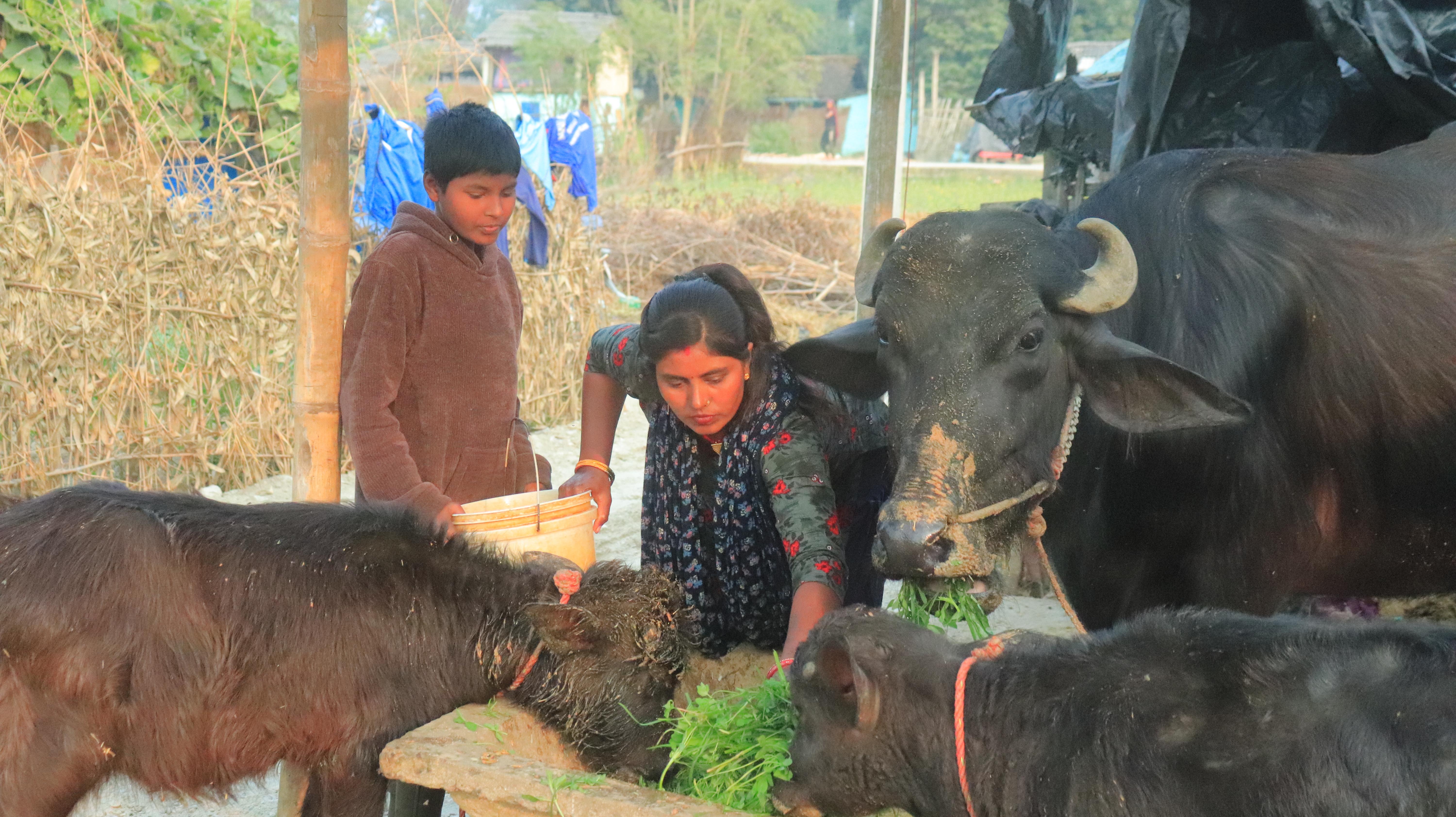 Sita*, 30, feeding the cattle