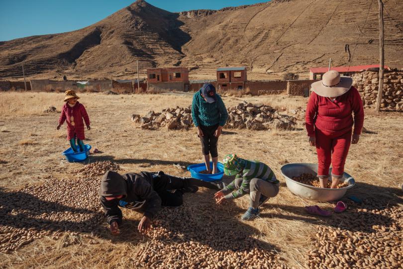 Leydy, 6, Jhon, 11, and their mother Nimia, 30, step on frozen potatoes while Alfredo, 21 and Jheyson, 11, pick fresh ones. The process produces chuño, a traditional Bolivian dish that helps preserve potato harvests for longer.  Save The Children has helped the family with their baking business.