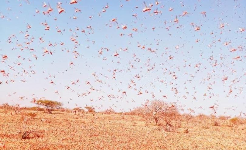  Locust infestation, Somalia