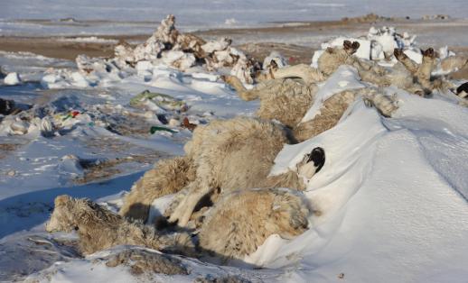 The cold weather conditions brought on by Dzud – a natural phenomenon when drought is followed by a harsh winter, kills crops and freezes livestock to death.