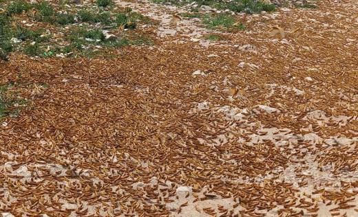  A new wave of locusts around farming area near Hargeisa, Somaliland.