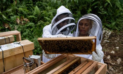 Bee keeping trainer Noah, and Alison, 43, inspect a frame from a beehive during a training session in a remote community in Malaita Province, the Solomon Islands.