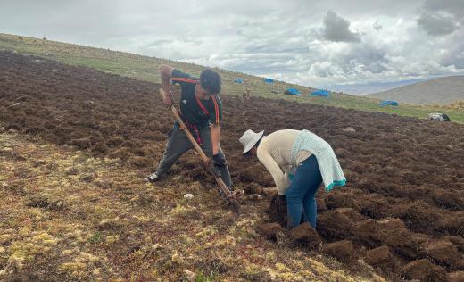 Farmers on potato field in Peru