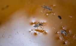 Dengue Fever: At least 5 million cases 